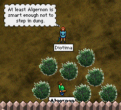 'At least Algernon's smart enough not to step in dung,' says Diotima.